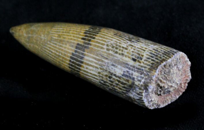 Polished Fossil Horn Coral - Morocco #28523